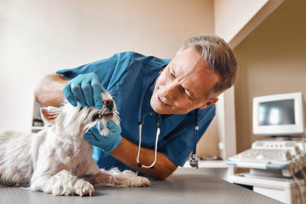 Best Emergency Denture Repair in Port St John, FL